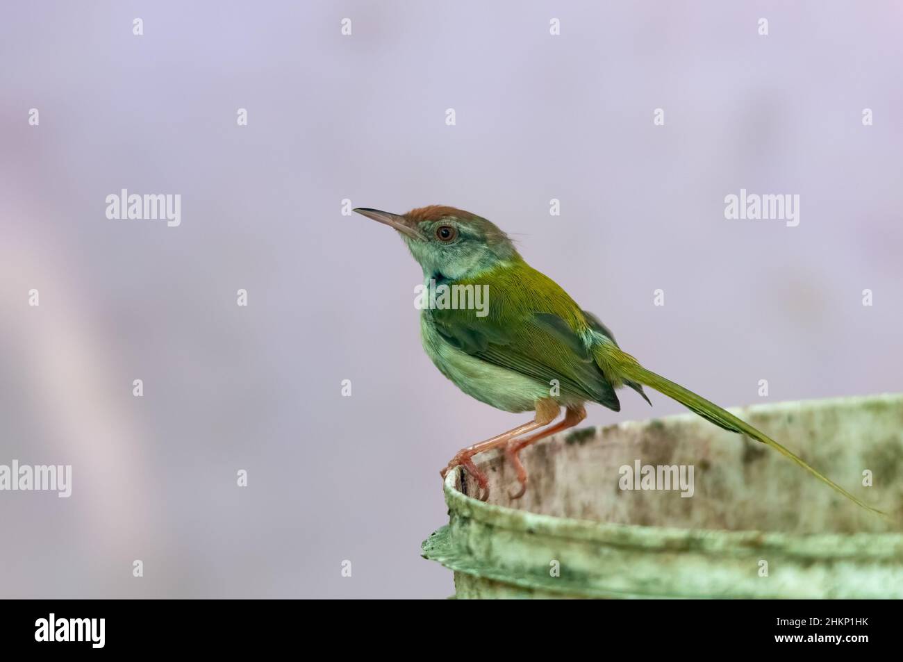 Common tailorbird is sitting on a bucket Stock Photo - Alamy
