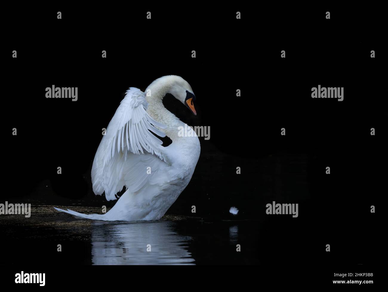 Swan preening against dark background Stock Photo
