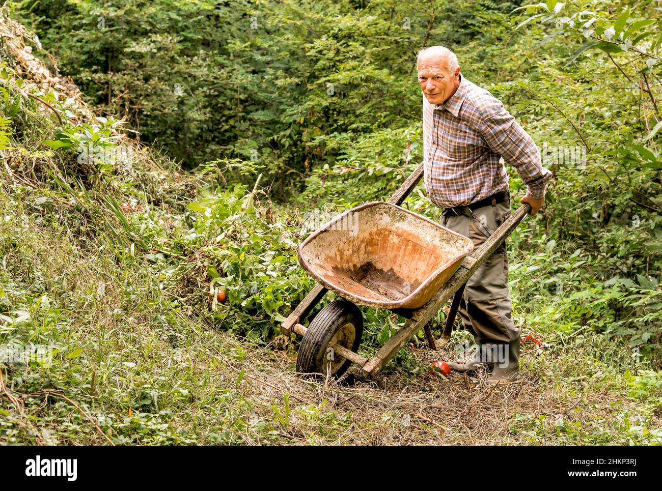 Senior man with old wheelbarrow working in the garden Stock Photo - Alamy