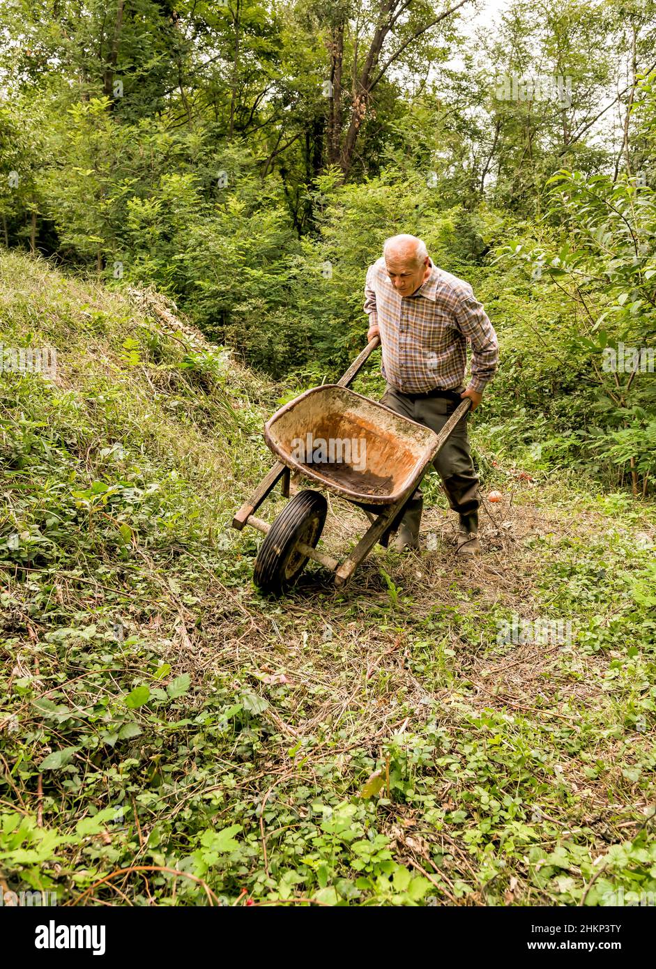 Senior man with old wheelbarrow working in the garden Stock Photo - Alamy