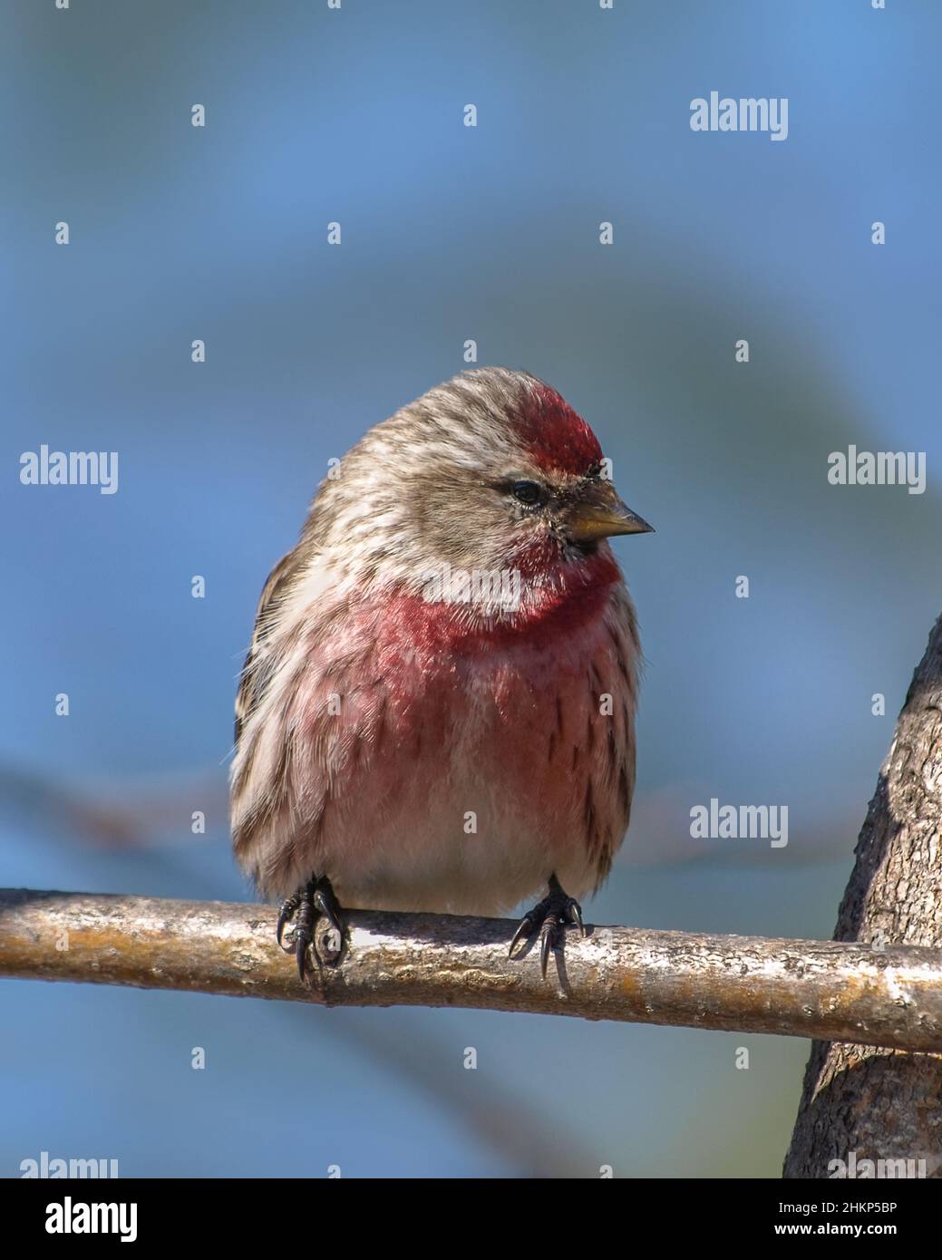 Redpol Redpoll bird hi-res stock photography and images - Alamy