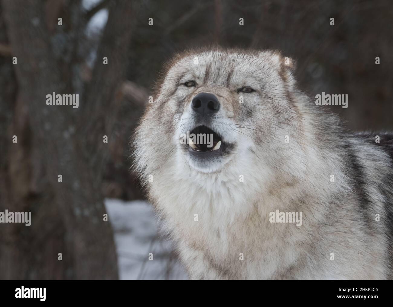 Extreme closeup of Gray Wolf with mouth open looking at viewer Stock Photo