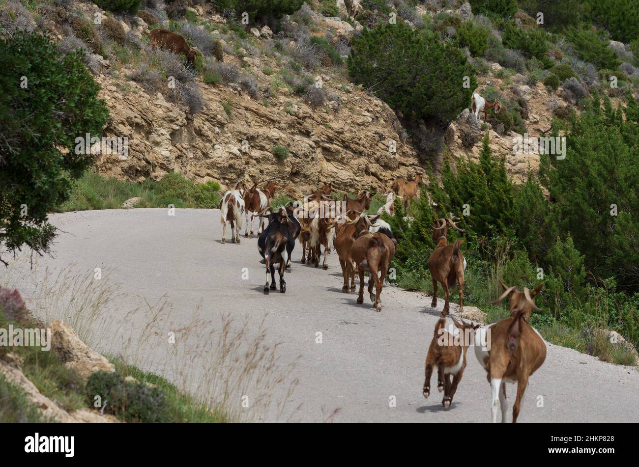 Goat herd moves along a road curving among the mountains (Rhodes, Greece) Stock Photo
