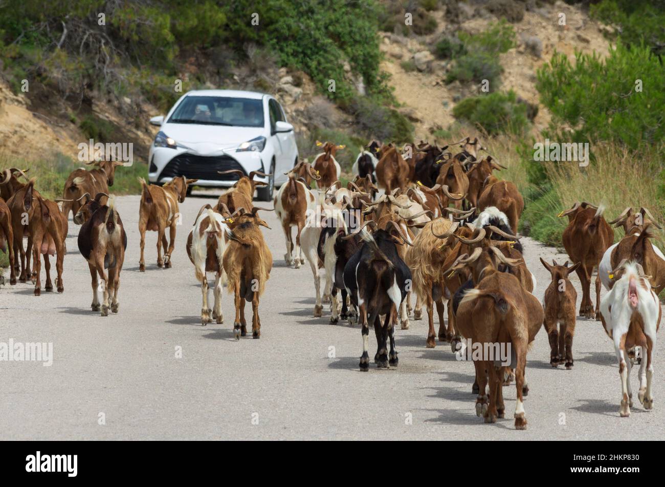 Highway was blocked by a large herd of goats walking forward against the background of a blurred car and mountains (Rhodes, Greece) Stock Photo