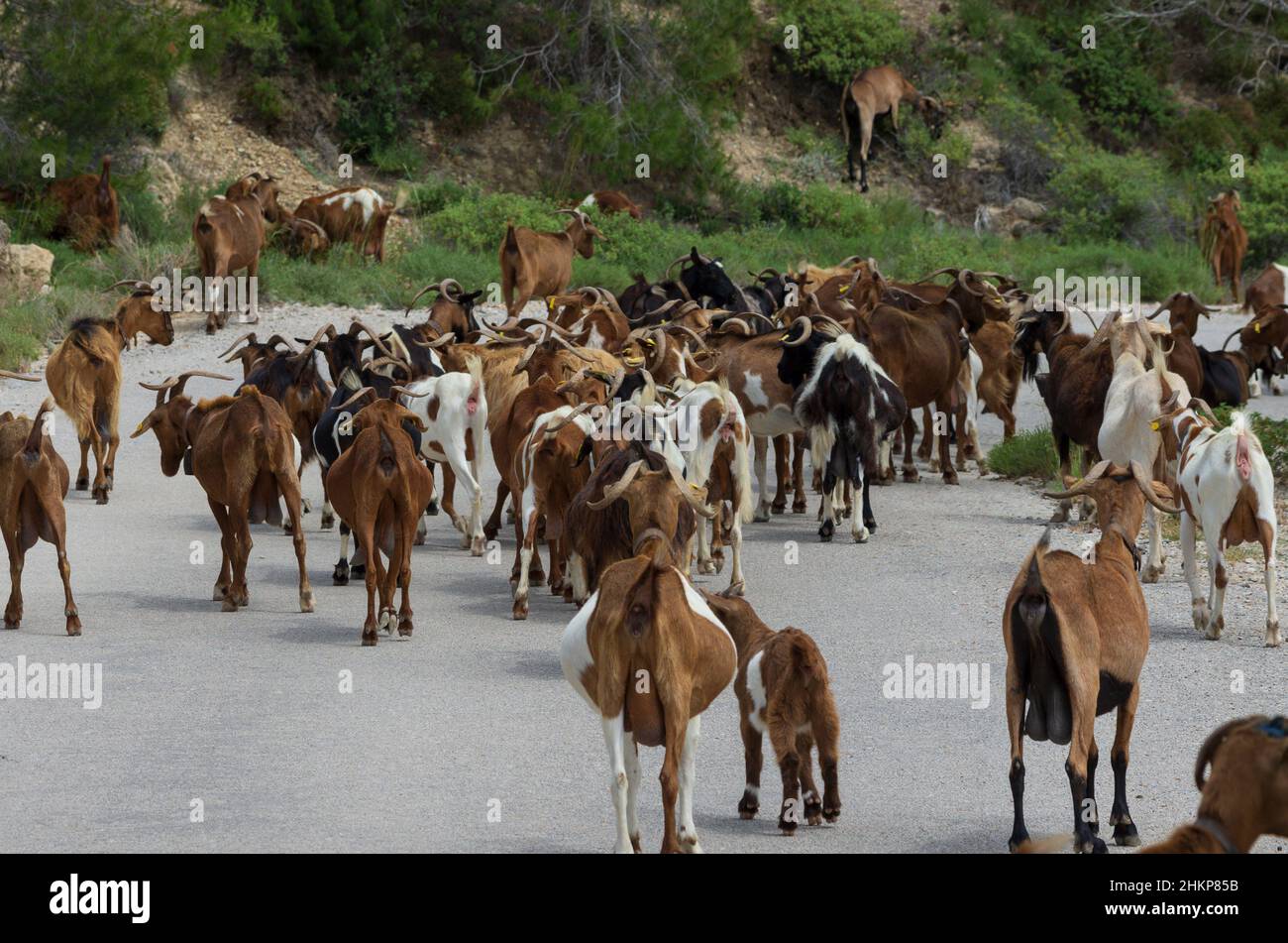 Large herd of goats moving forward blocked a highway in a mountainous area (Rhodes, Greece) Stock Photo