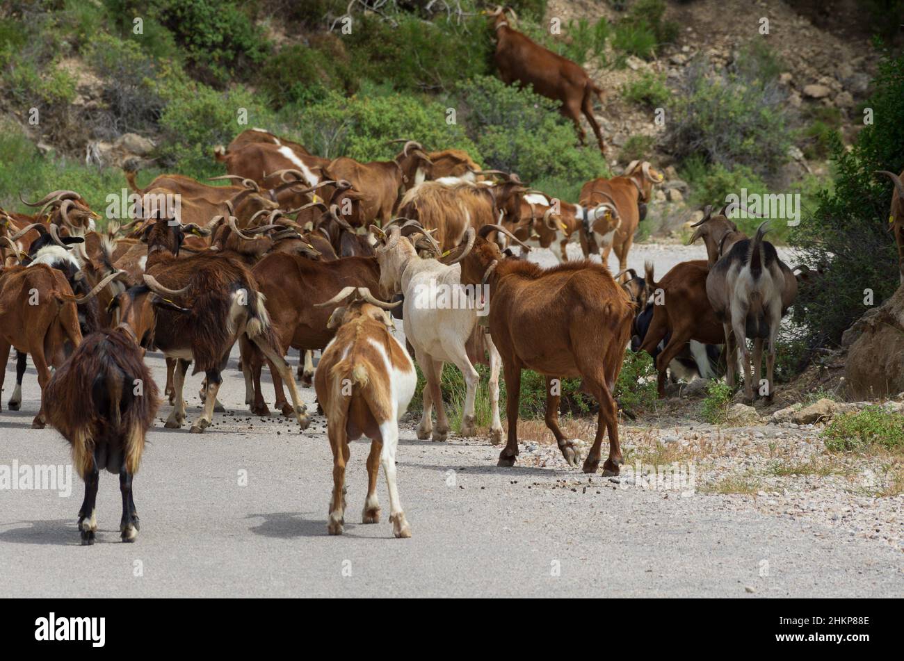 Large herd of goats moves along the road forward with their backs to the beholder (Rhodes, Greece) Stock Photo