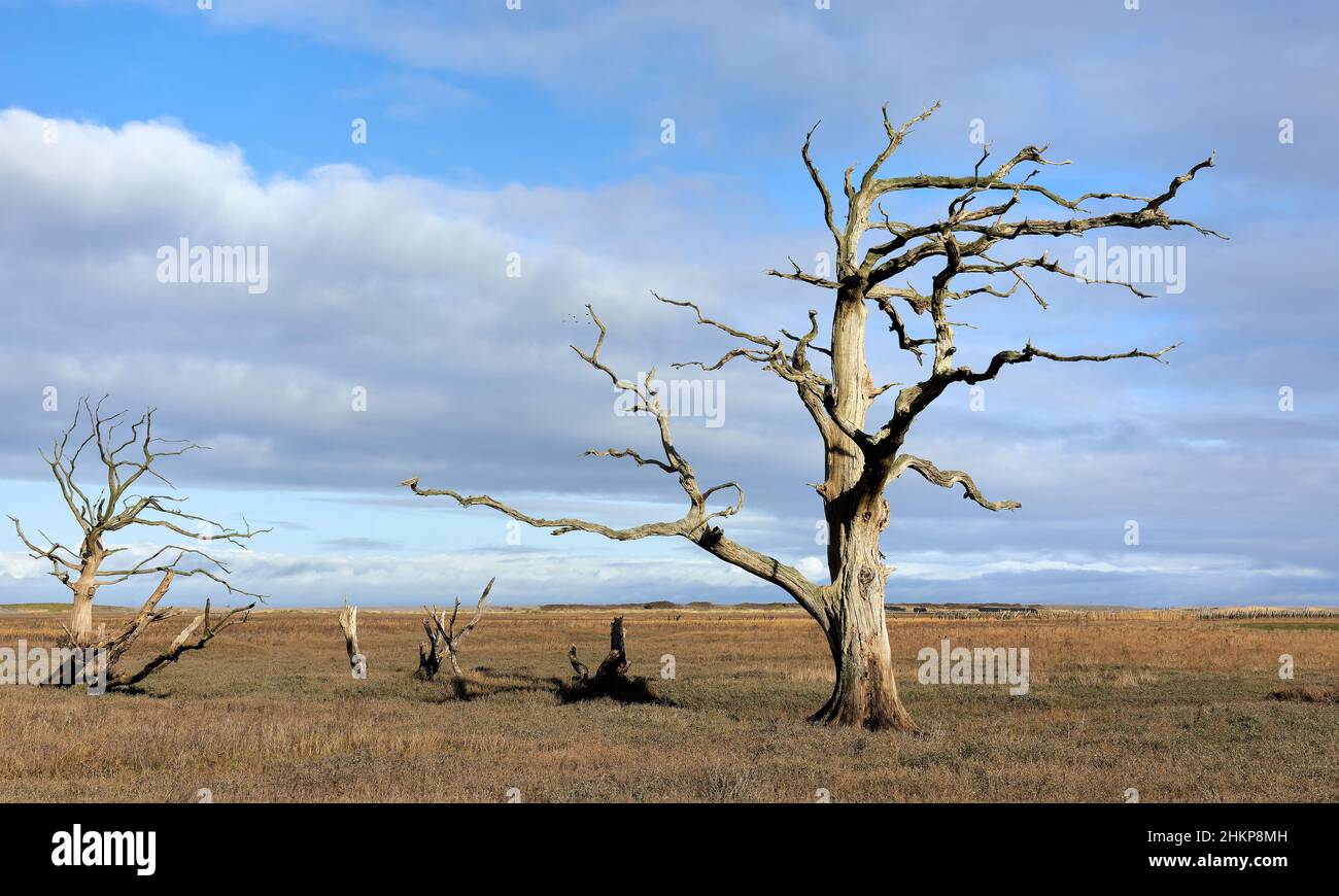 Skeletal remains of oak trees killed when the sea inundated former farmland which is now coastal wetland at Porlock Bay in Somerset UK Stock Photo