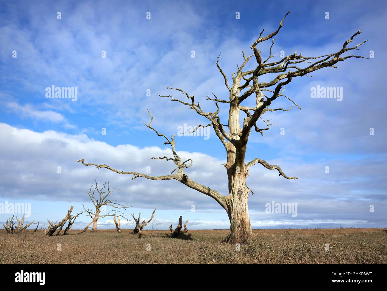 Skeletal remains of oak trees killed when the sea inundated former farmland which is now coastal wetland at Porlock Bay in Somerset UK Stock Photo