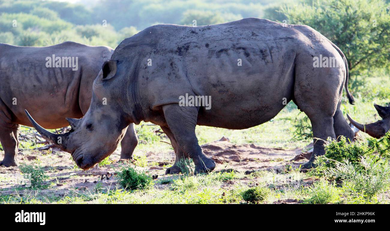 White rhino or square-lipped rhinoceros (Ceratotherium simum) foraging in African savanna  : (pix SShukla) Stock Photo