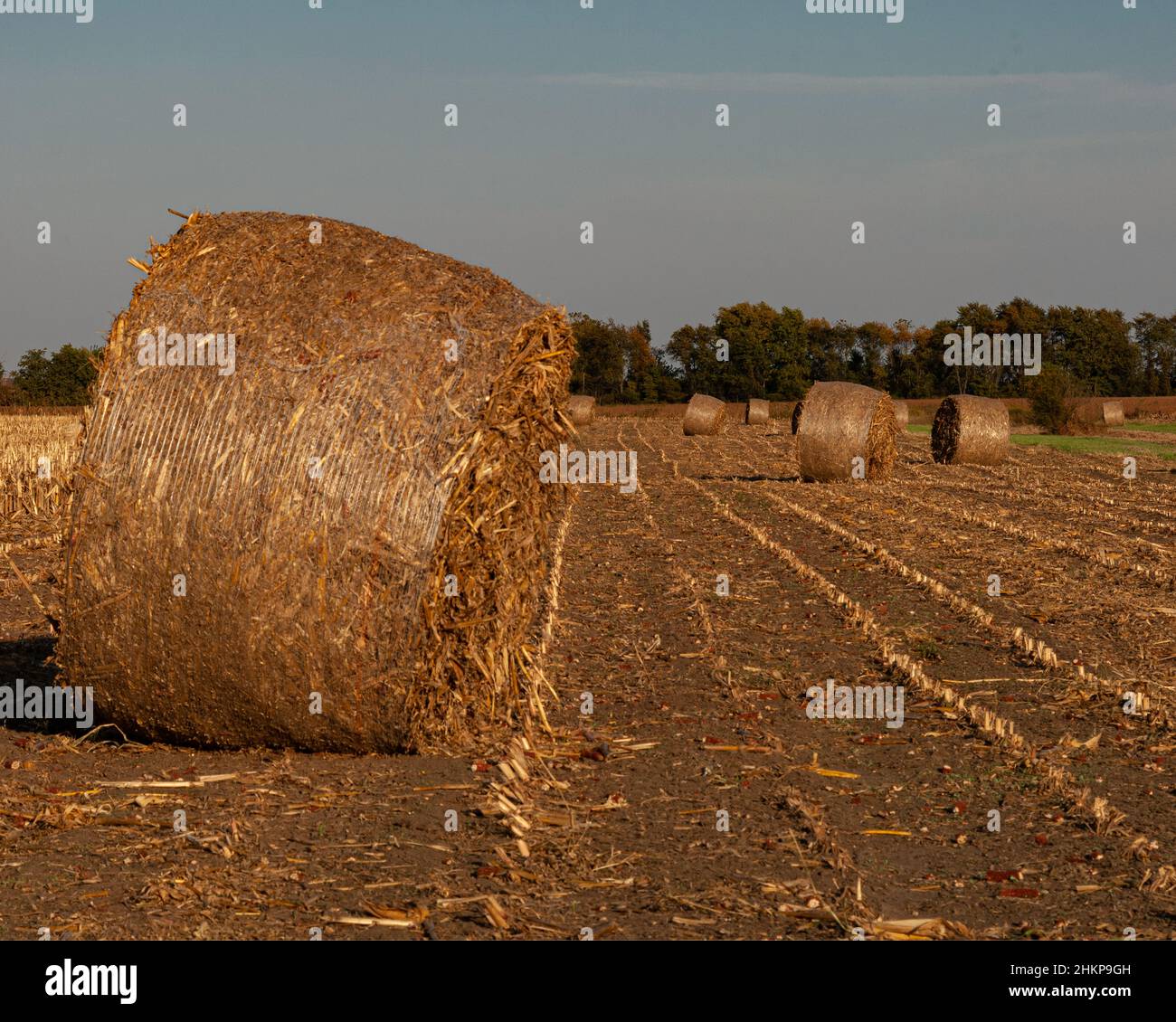 Corn stalks rolled in round bales. Stock Photo