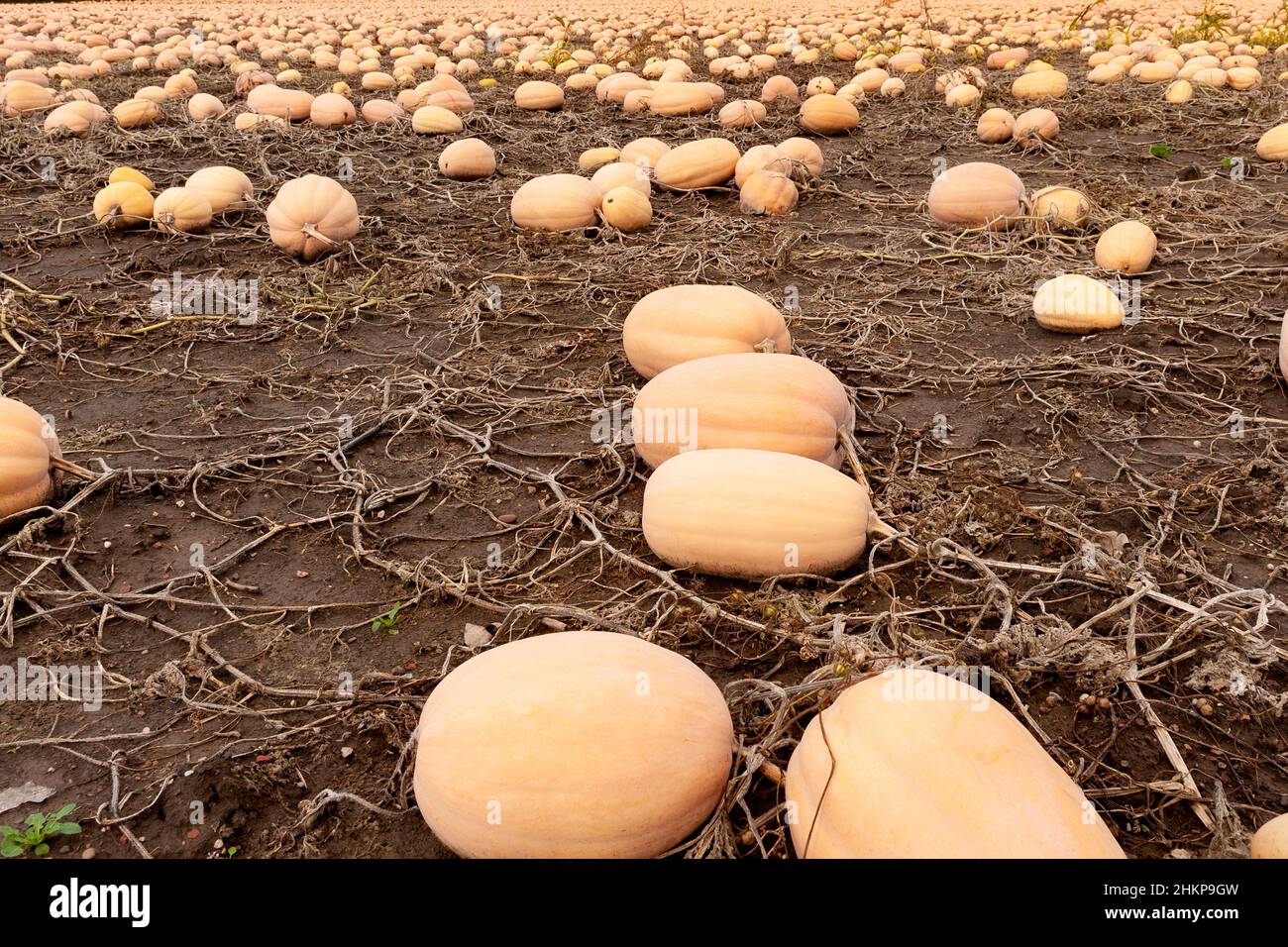 Central Illinois pumpkin field. Stock Photo