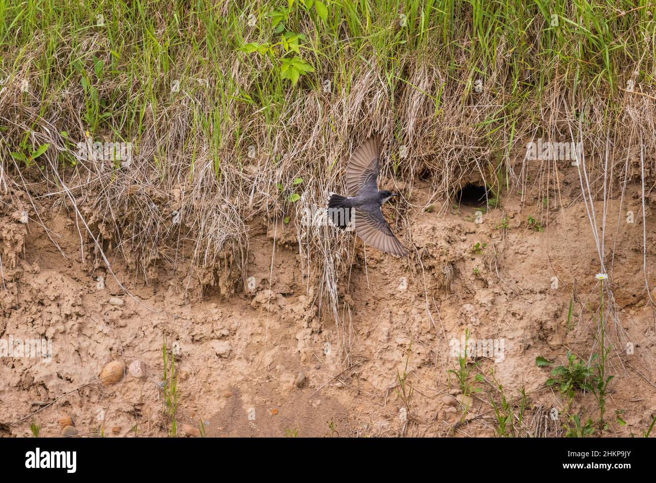 Flying around bank swallow nest hires stock photography and images Alamy