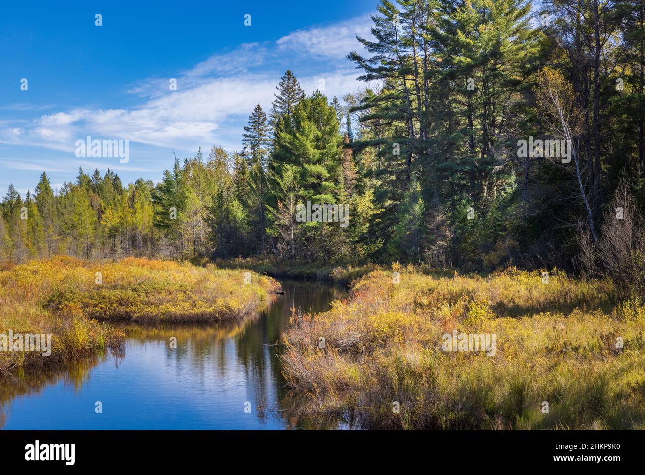 Autumn in the bog of northern Wisconsin. Stock Photo