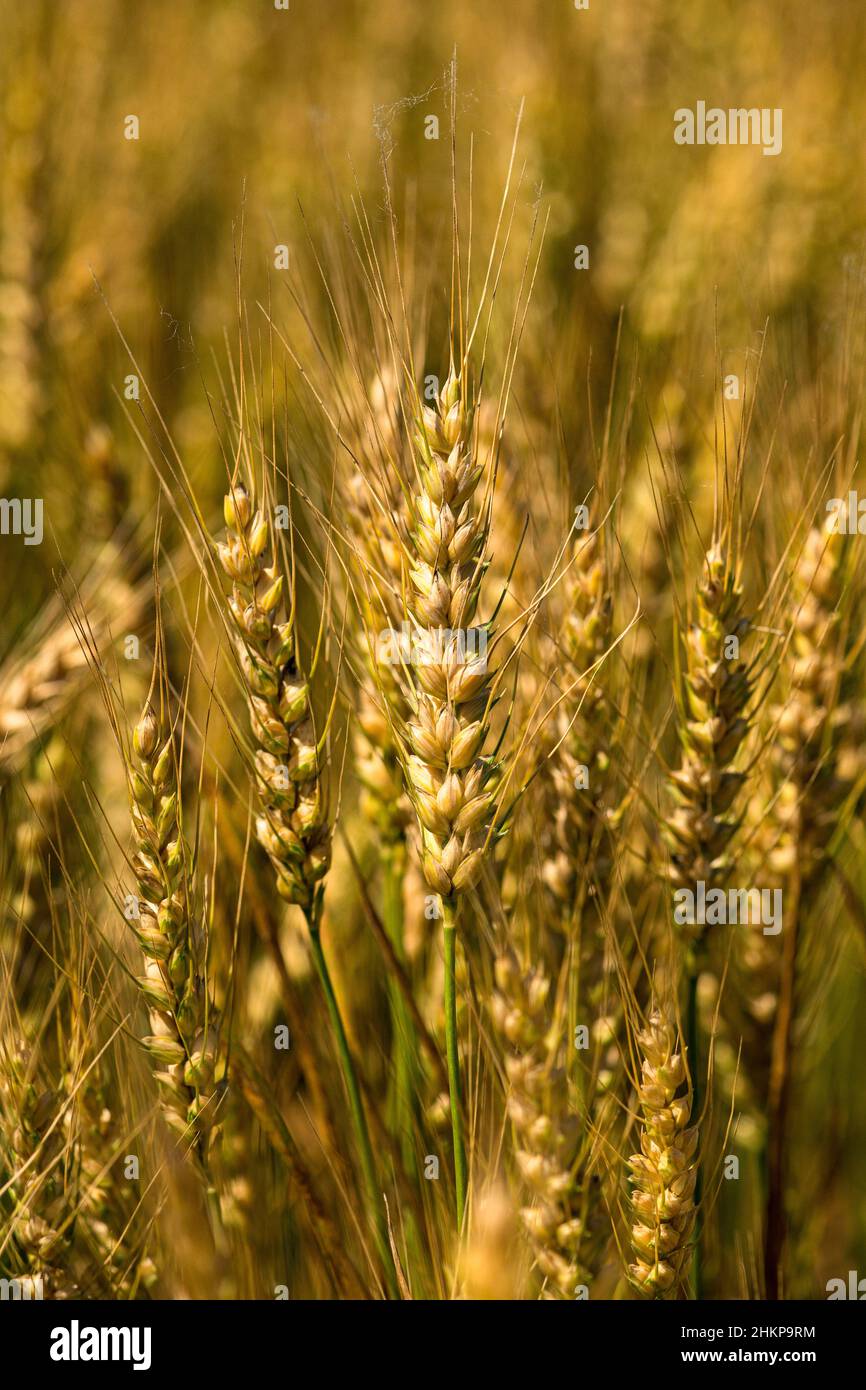 Ripening wheat. Stock Photo