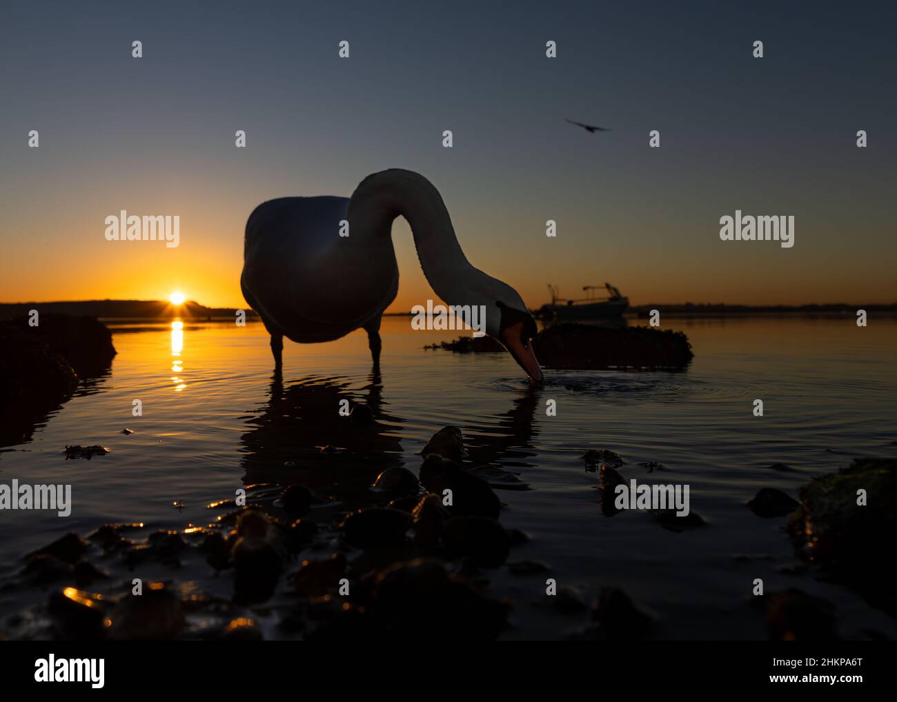 Swans in Mudeford harbour at sunset Stock Photo