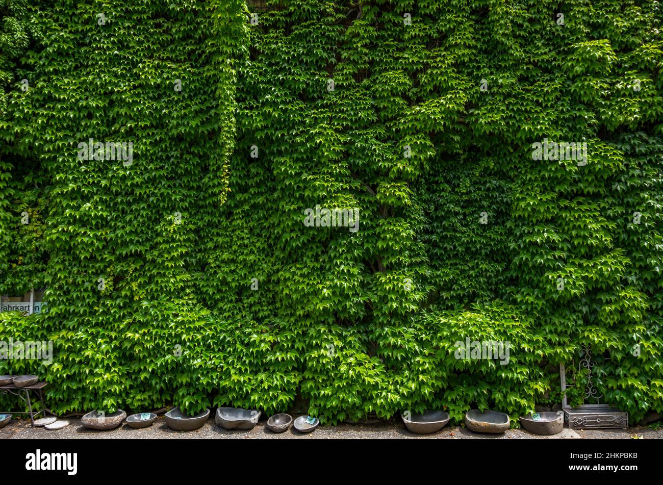 Ivy grows and sprawls on a house wall Stock Photo Alamy
