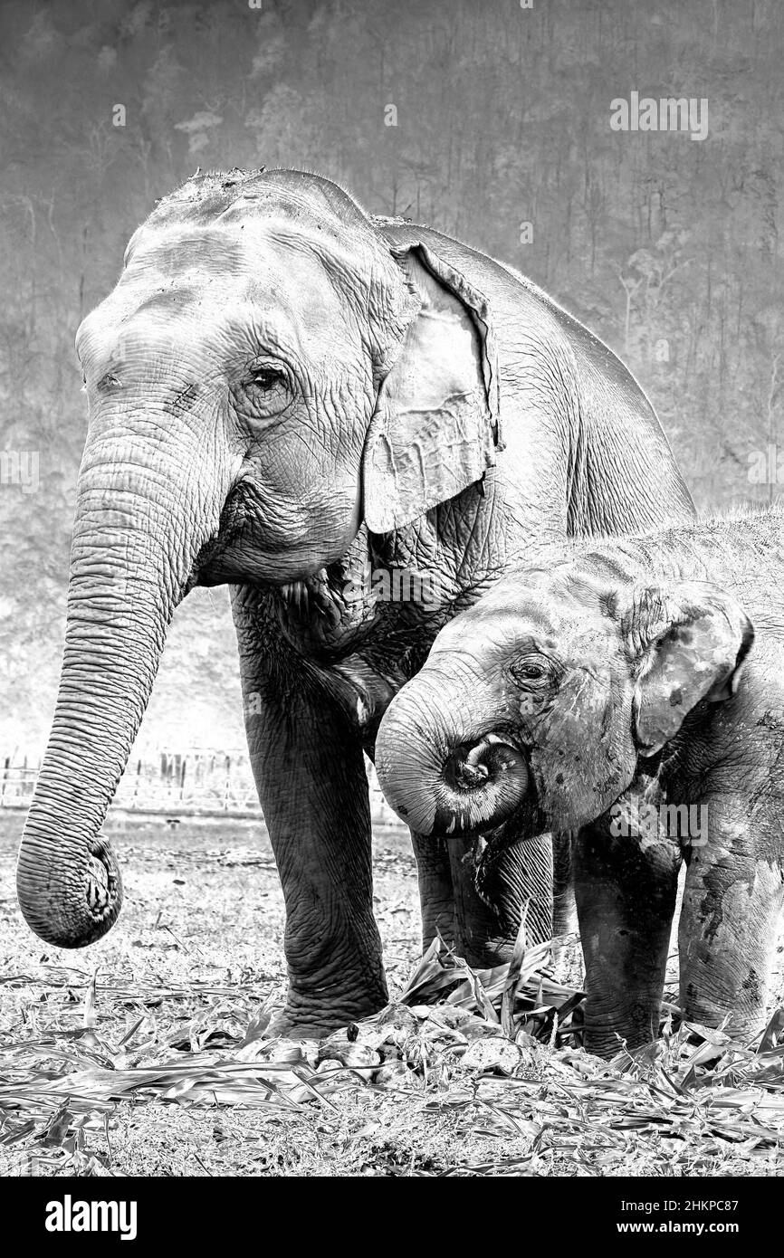 Mother and Elephant Calf Feeding at Elephant Nature Park, Thailand Stock Photo