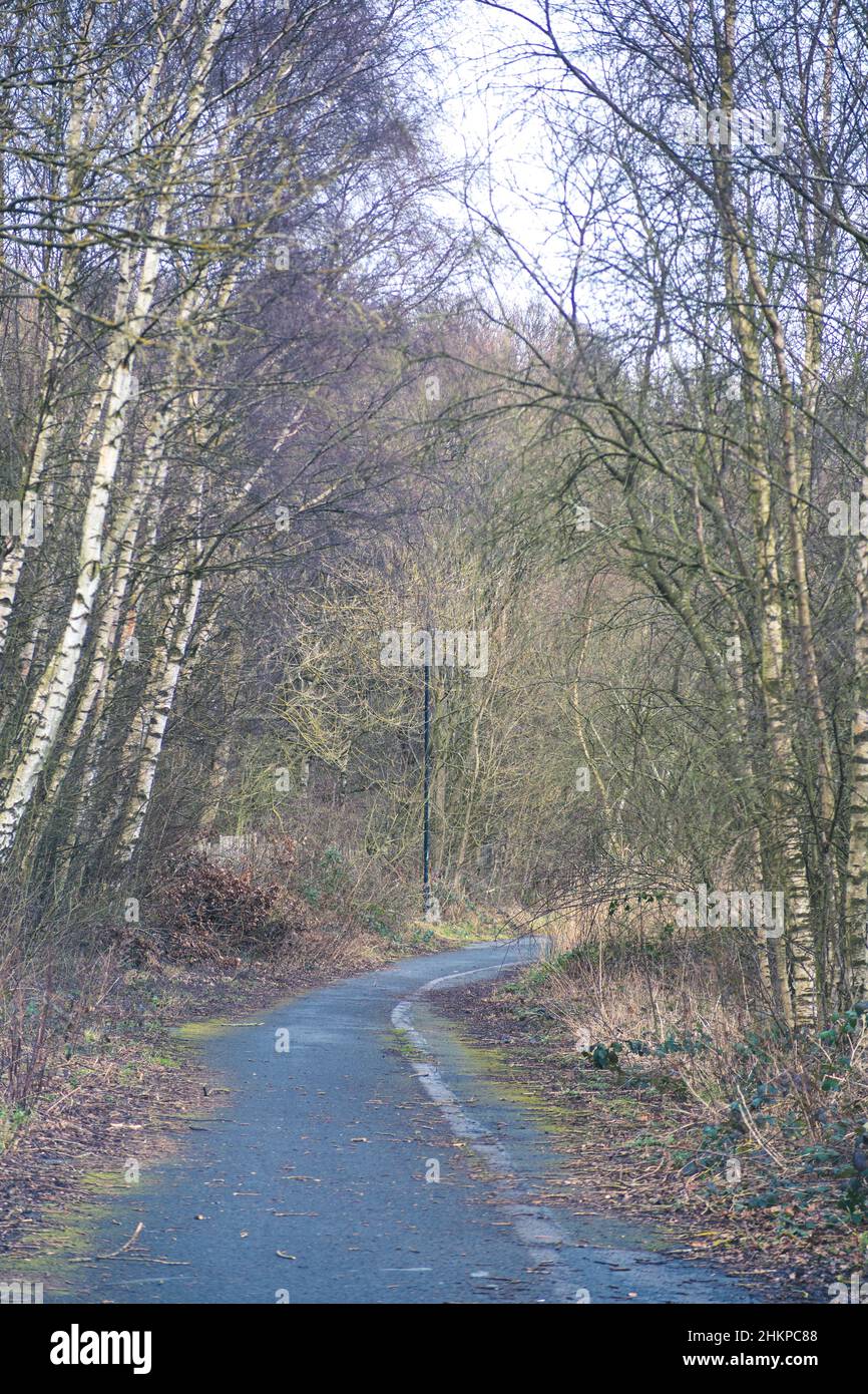 Silver birch trees in spring, alongside a path that was once a road. Stock Photo