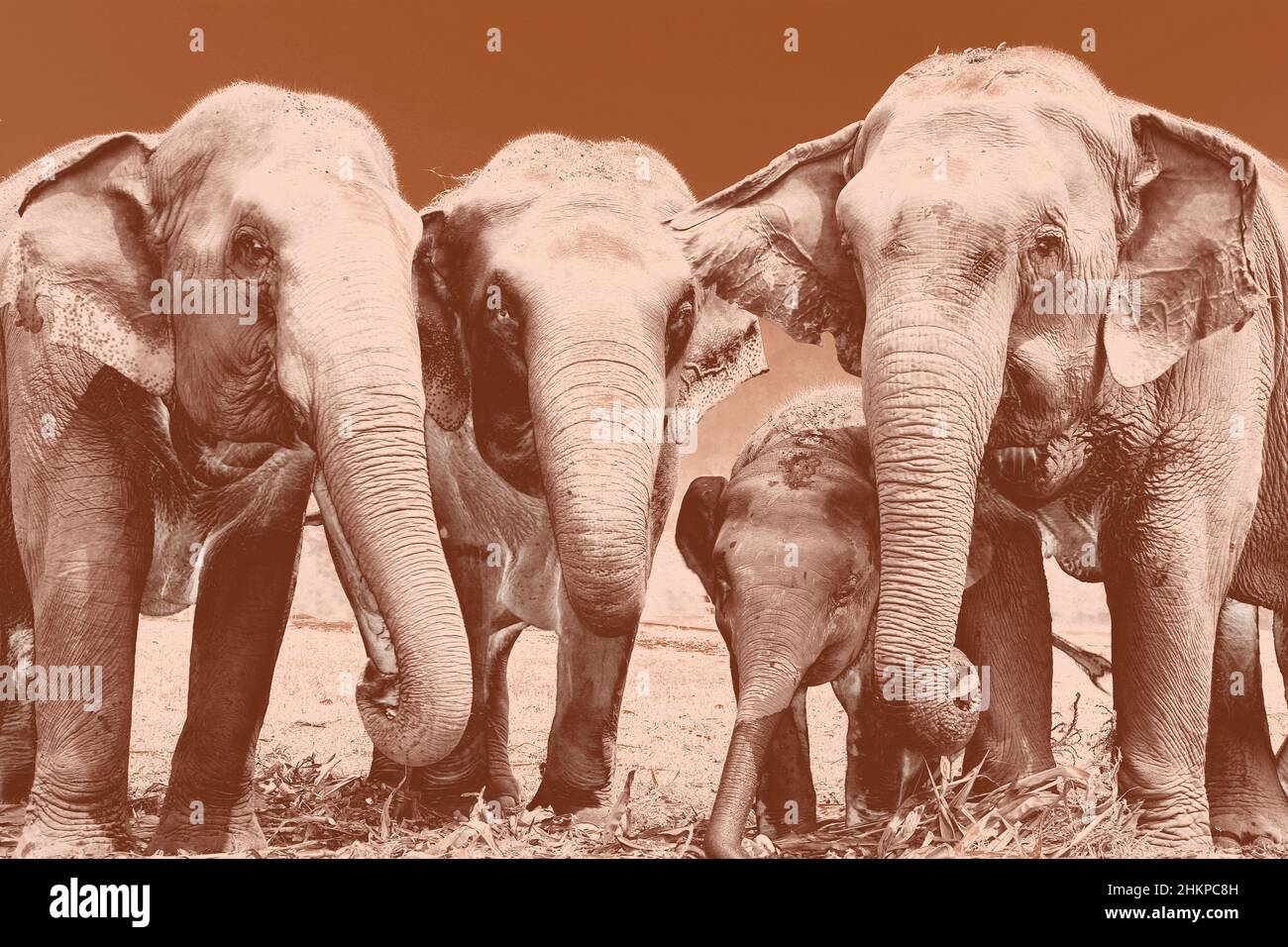 Asian Elephants feeding at Elephant Nature Park, Chiang Mai, Thailand Stock Photo