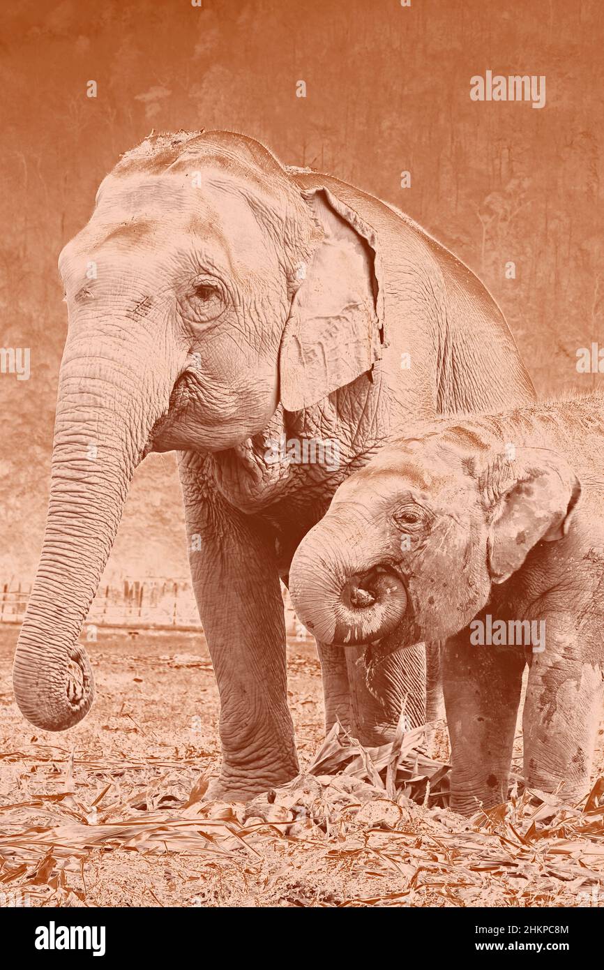 Mother and Elephant Calf Feeding at Elephant Nature Park, Thailand Stock Photo