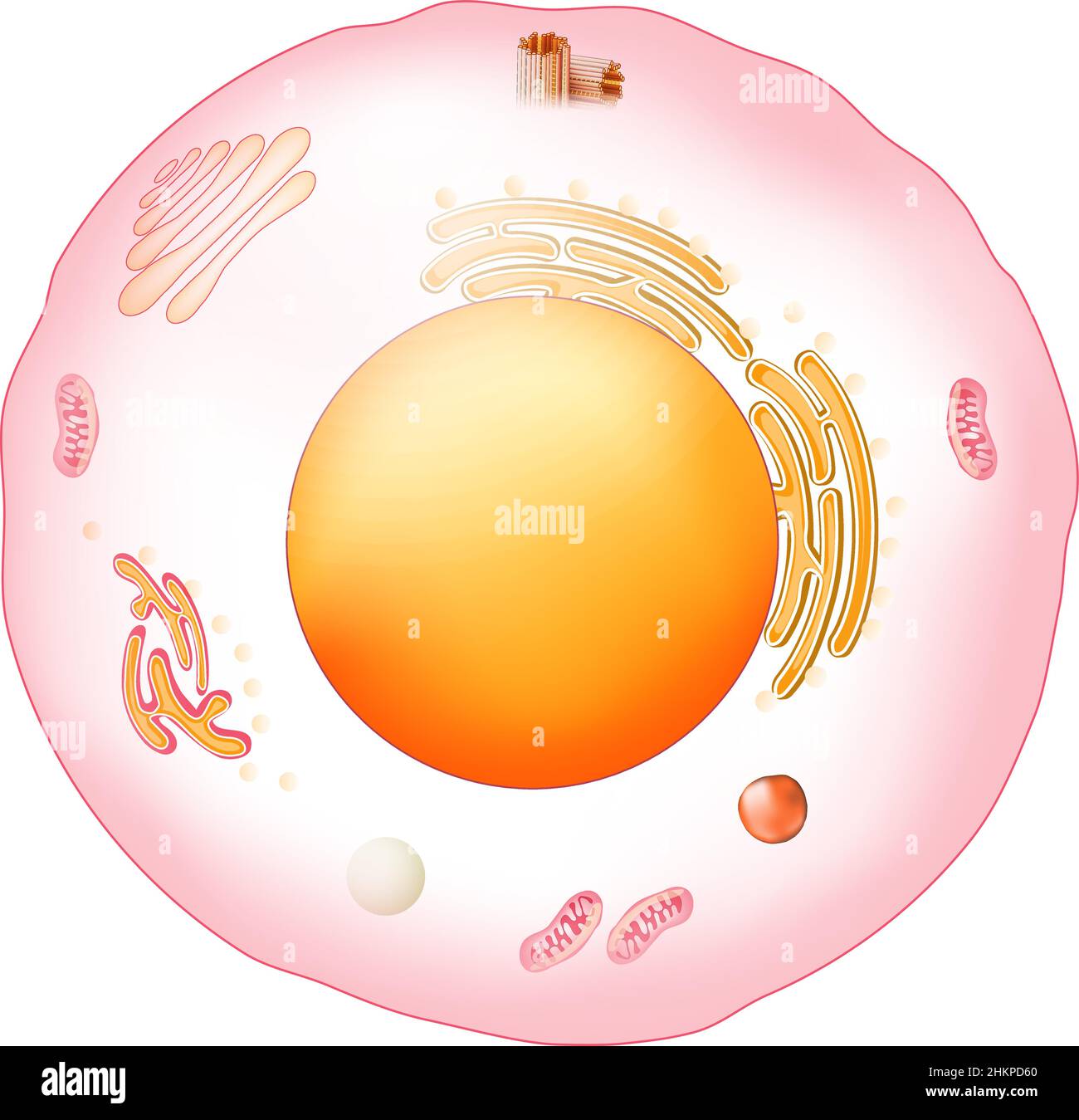 Animal cell anatomy. Structure and organelles of Eukaryotic cell. Vector poster for education. illustration Stock Vector