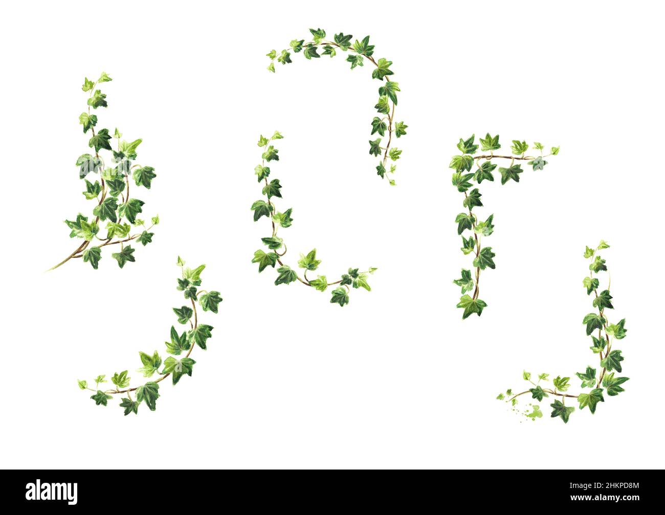Ivy branch with green leaves frames set, Hand drawn watercolor ...