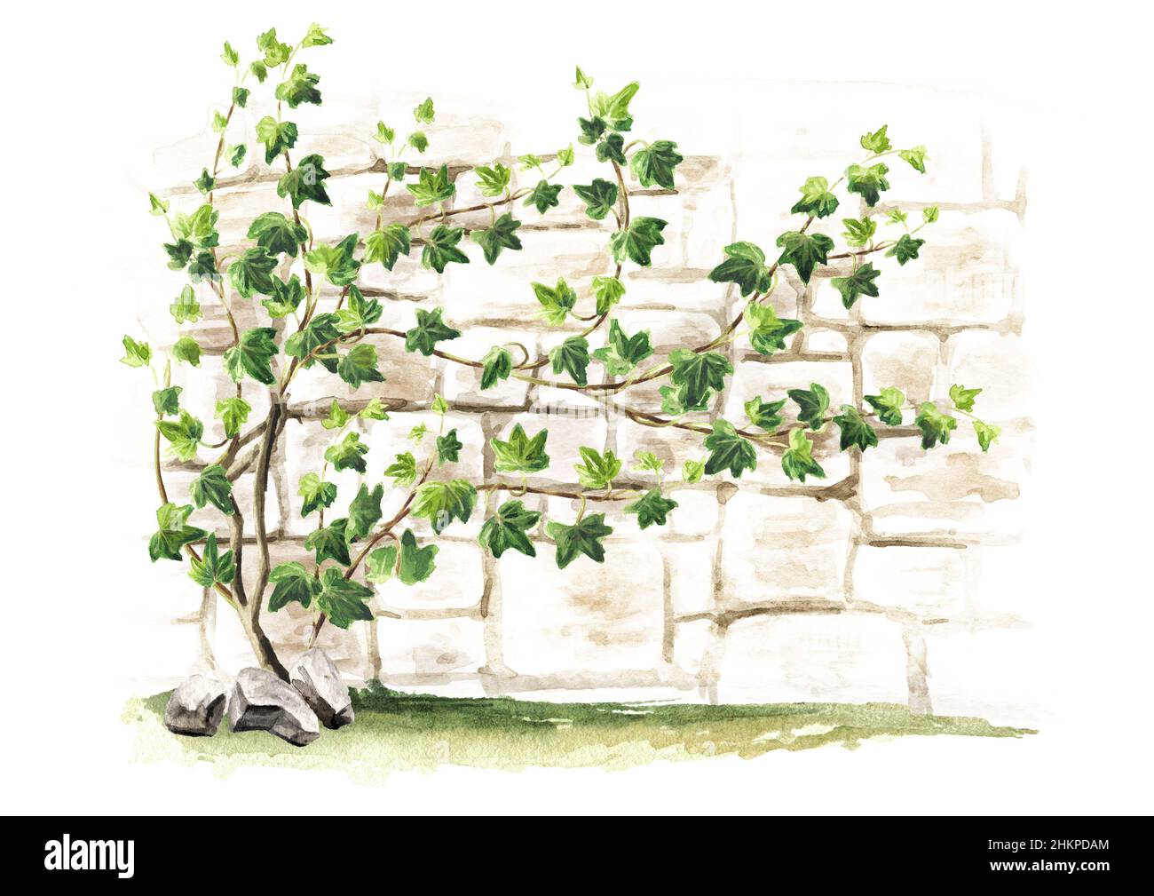 Ivy Branch. Natural Green Leaves. Plant Graphic by ladadikart · Creative  Fabrica