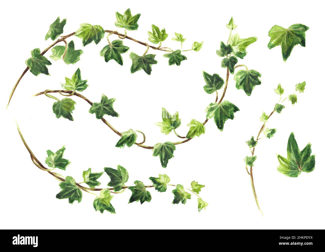 Watercolor Botanical Ivy Illustration. Hand Painted Green Ivy Leaves, White  Background. Stock Photo, Picture and Royalty Free Image. Image 122321217.