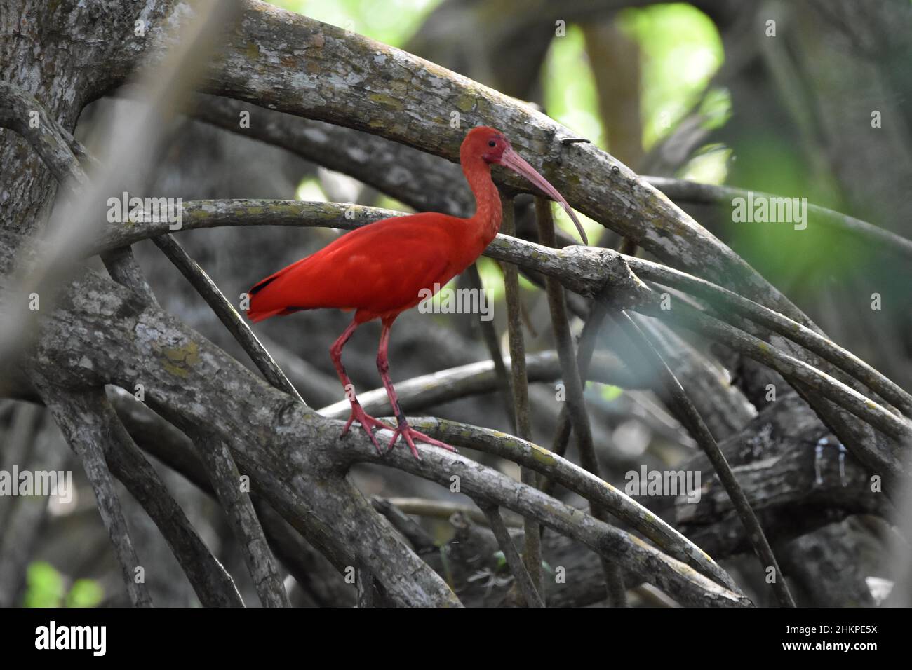 A Scarlet ibis on a mangrove branch in the Caroni Swamp at the Caroni Bird Sanctuary in Trinidad. The Scarlet ibis is the National Bird of Trinidad. Stock Photo