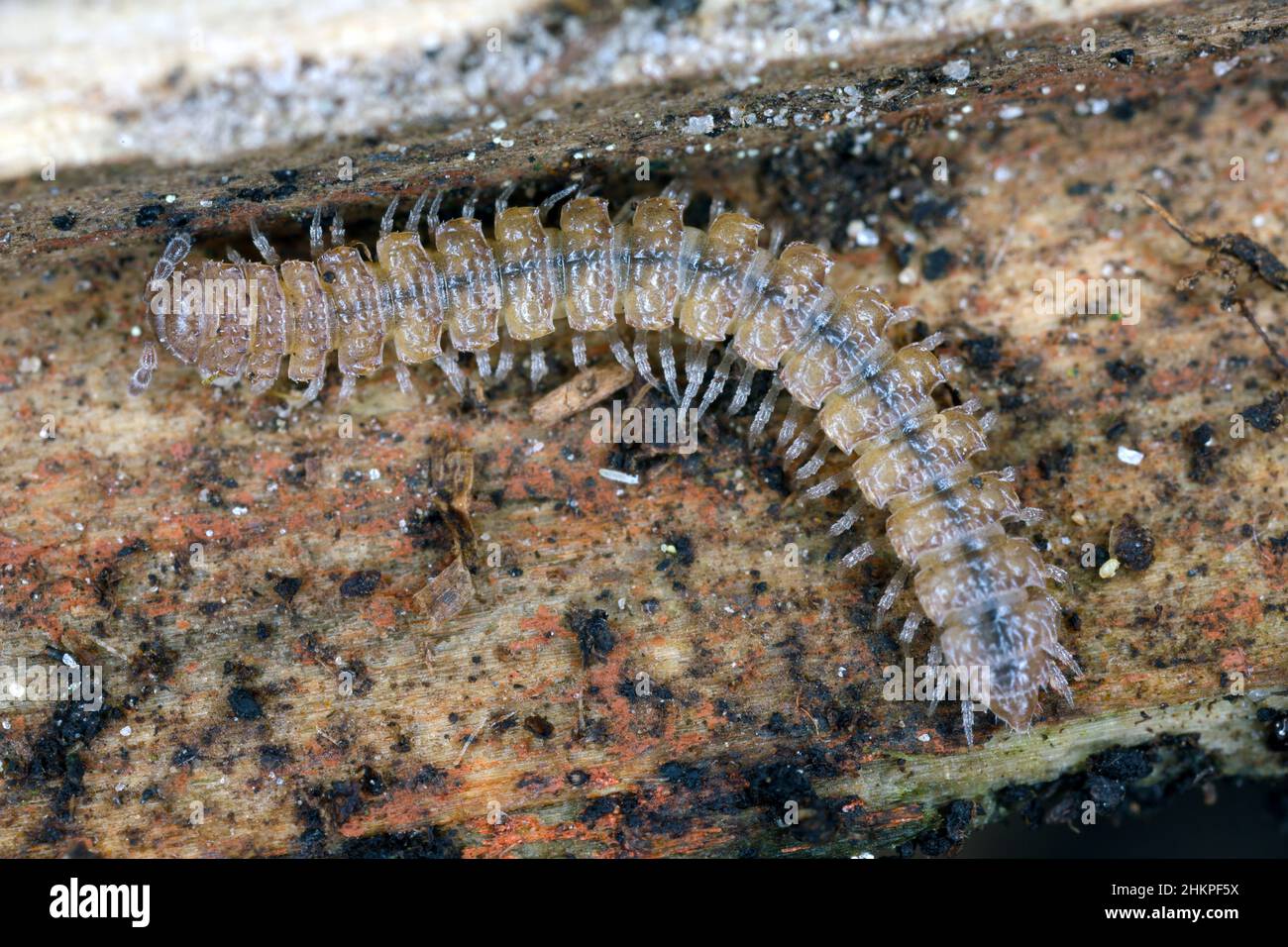 Flat-backed millipede (Polydesmus angustus) on wood of a dead tree Stock Photo