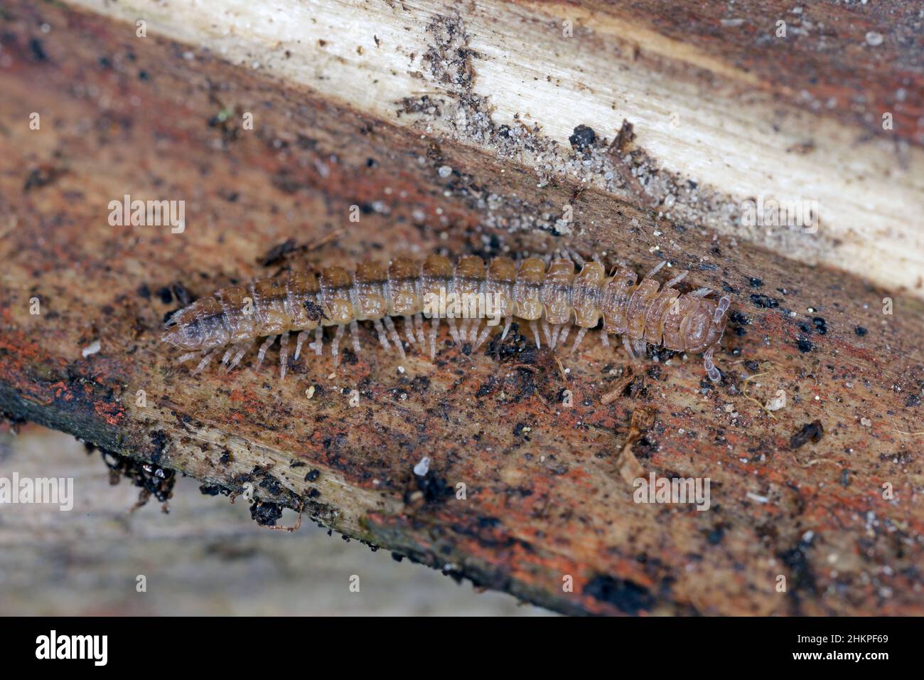Flat-backed millipede (Polydesmus angustus) on wood of a dead tree Stock Photo