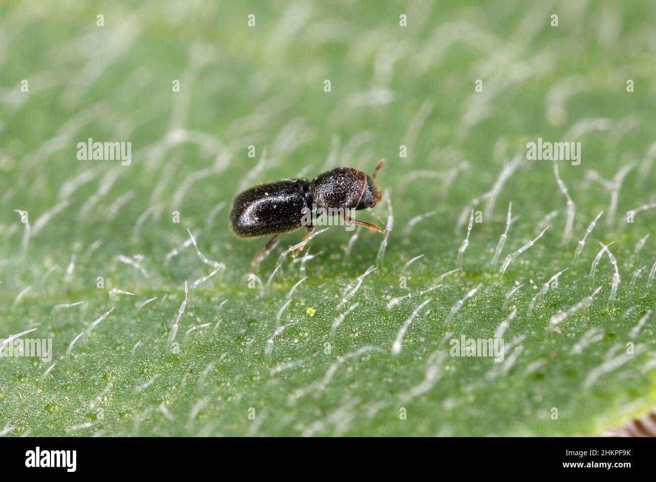 Tiny Ambrosia beetle, Xyleborus on plant leaf in high magnification. Stock Photo