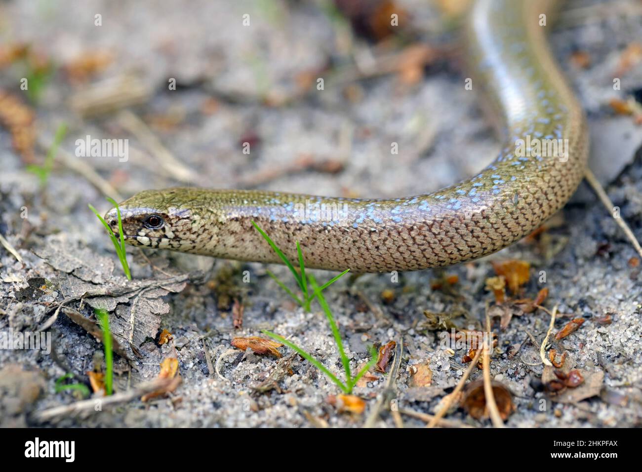 A juvenile Anguis fragilis, also known as a slow worm, slowworm, blind worm or glass lizard, and often mistaken for a snake. Stock Photo