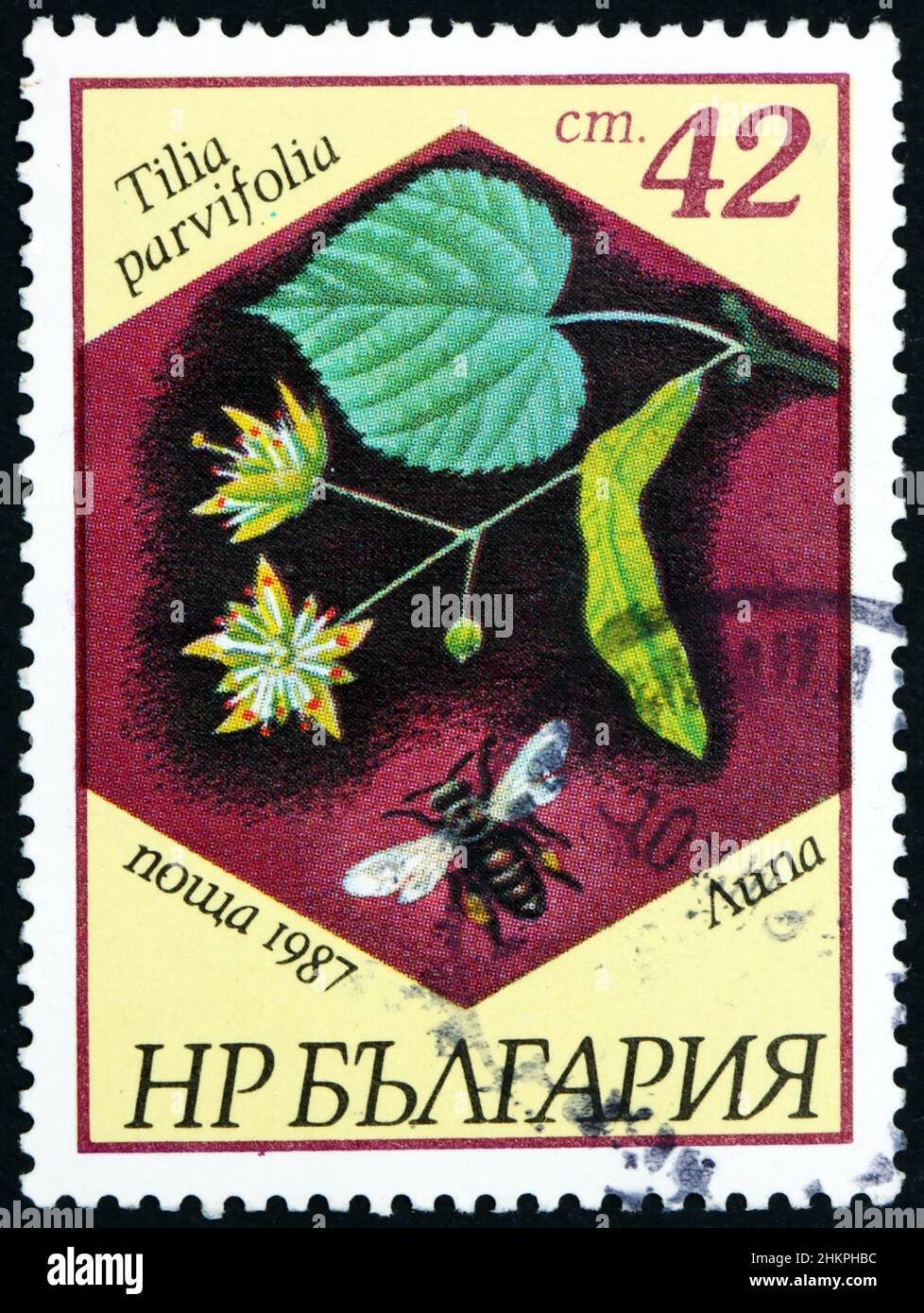 BULGARIA - CIRCA 1987: a stamp printed in Bulgaria shows tilia, tilia parvifolia, deciduous tree, circa 1987 Stock Photo