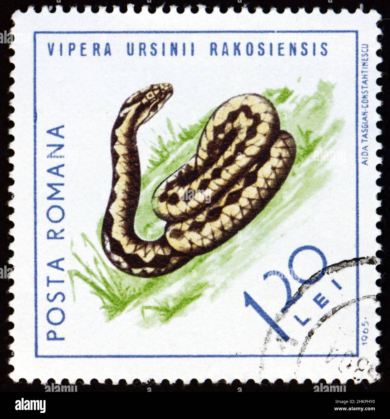 ROMANIA - CIRCA 1965: a stamp printed in Romania shows Hungarian meadow viper, vipera ursinii rakosiensis, is an extremely rare venomous viper that ca Stock Photo