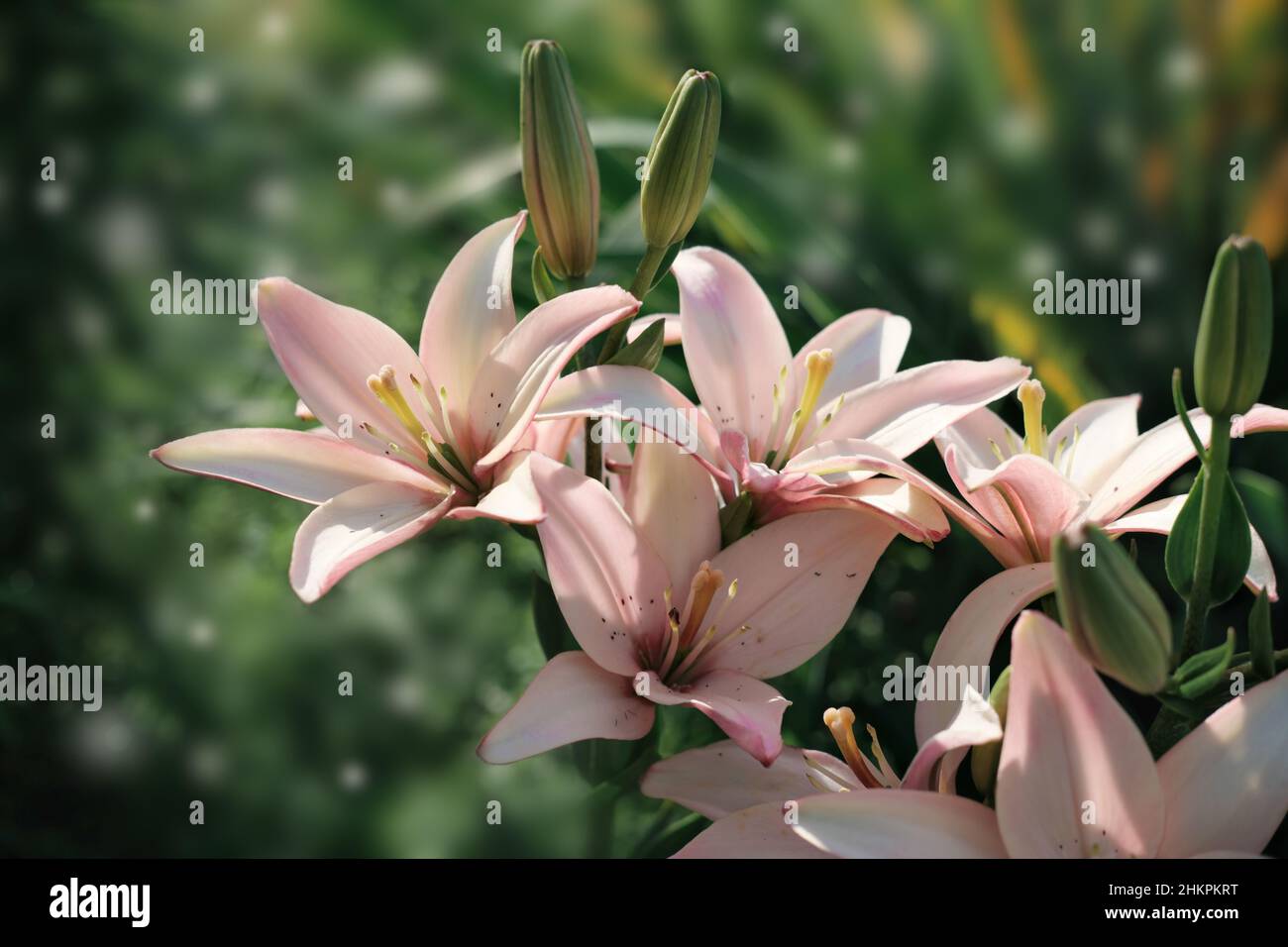 delicate pink lilies blooming in a garden. floral wallpaper or calendar ...