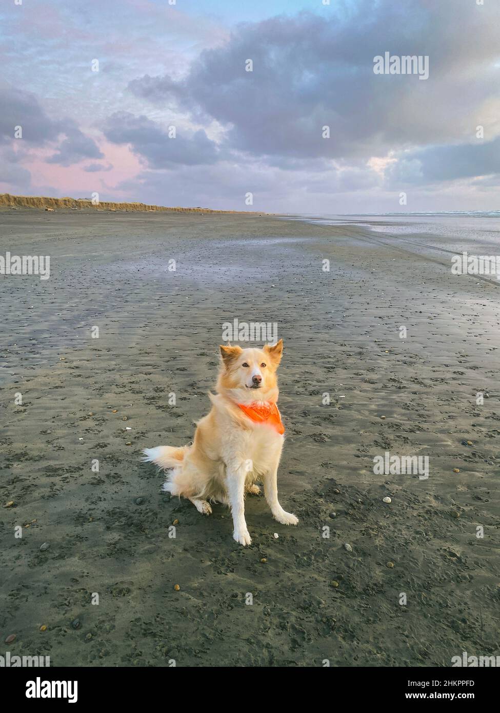 Dog sitting on the beach wearing a bandana Stock Photo