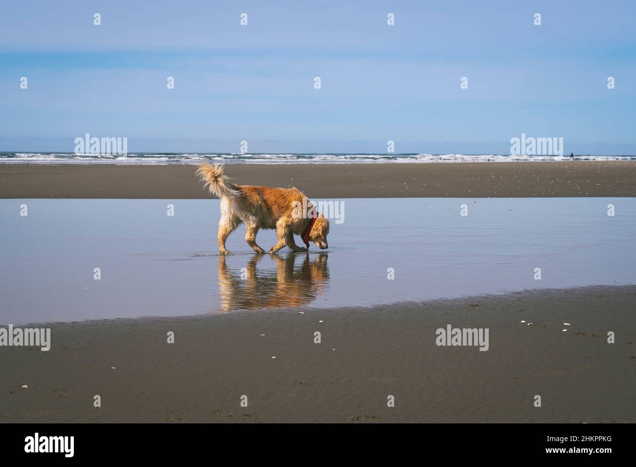 Dog walking on the beach on the Washington Coast Stock Photo
