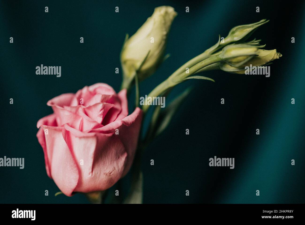 Pink mini roses hi-res stock photography and images - Alamy