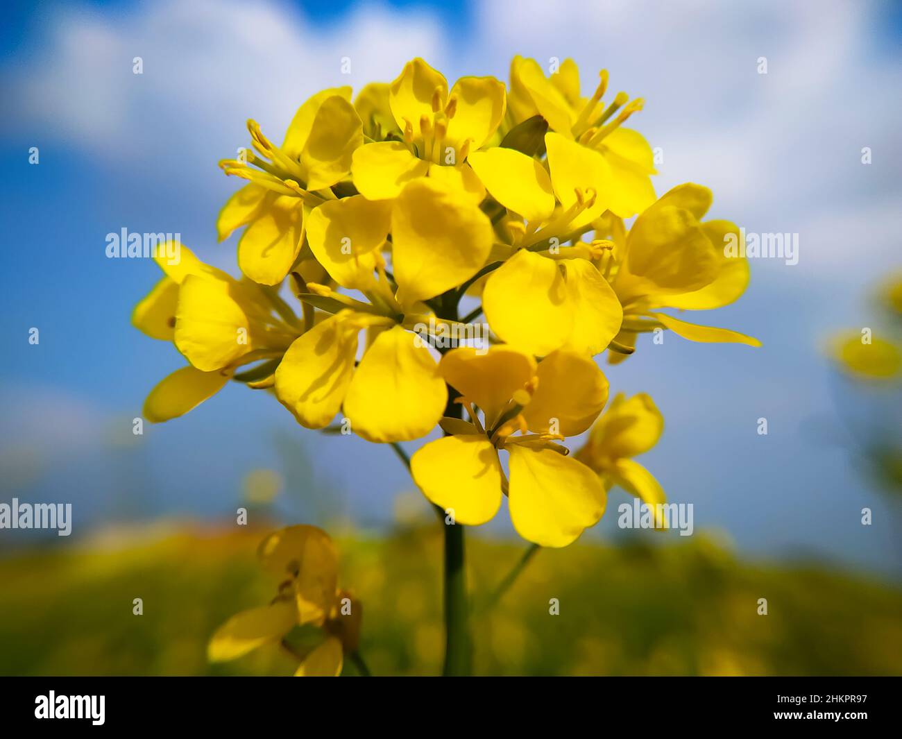 Closeup beautiful yellow mustard flowers native plants of North India. Stock Photo