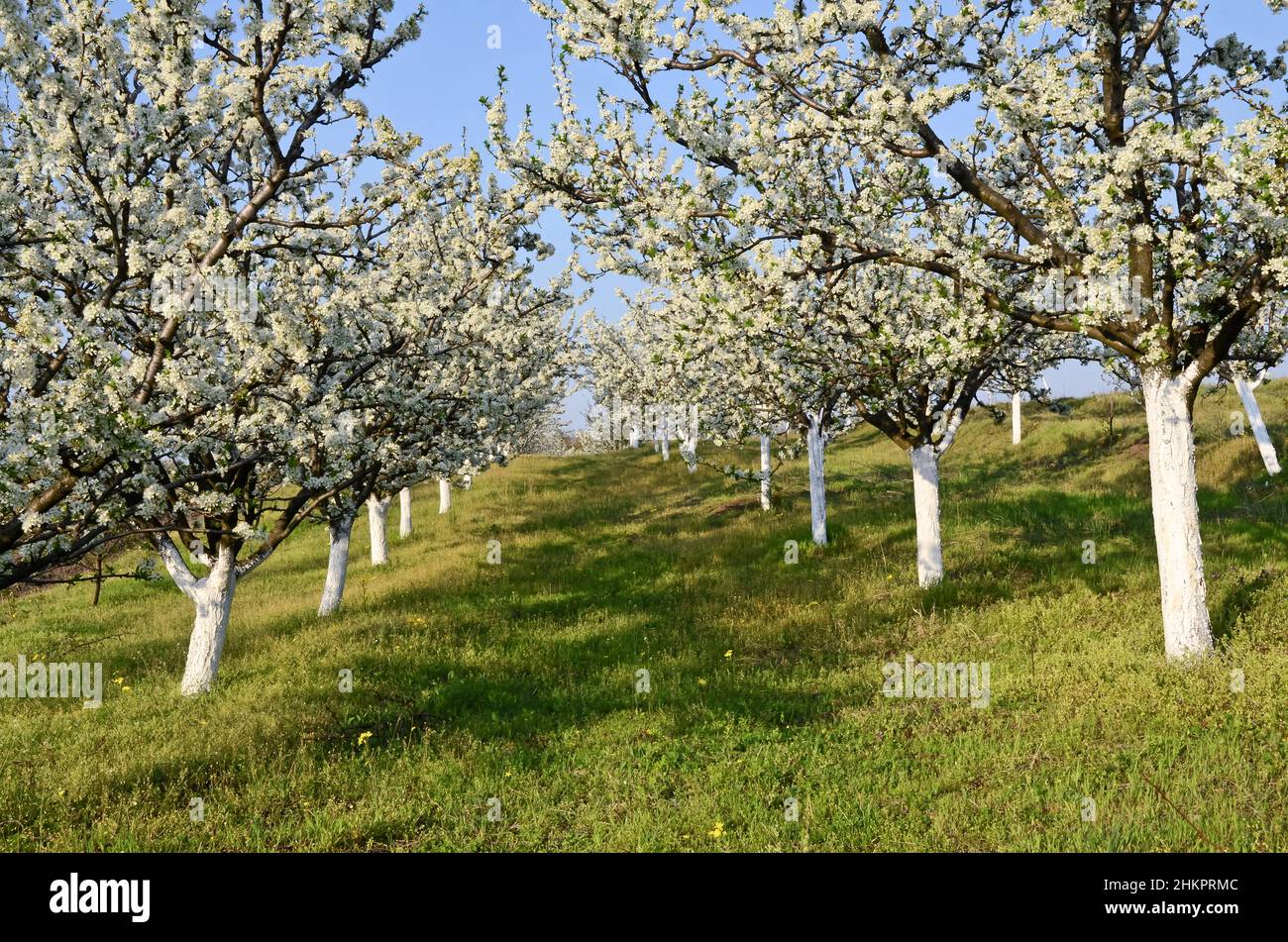 Spring in orchard plum hi-res stock photography and images - Alamy
