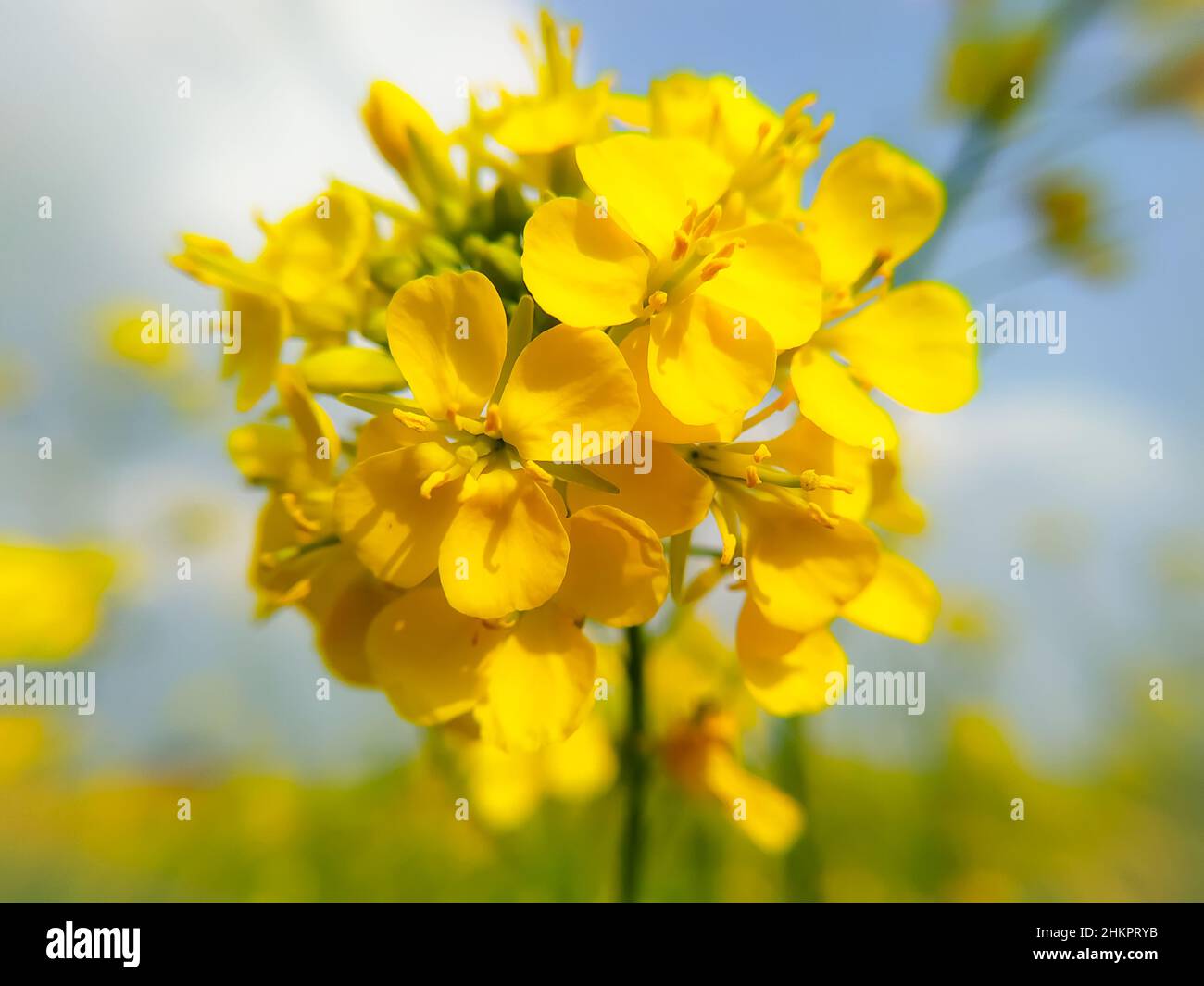 A close up shot of mustard flower Stock Photo