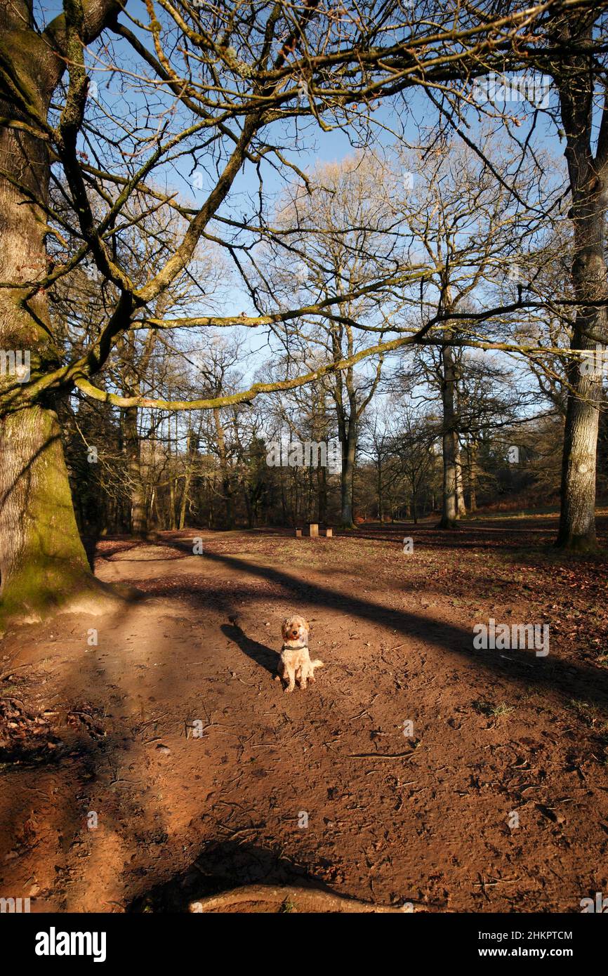 Winter dog walks in the Royal Forest of Dean near Blakeney Hill