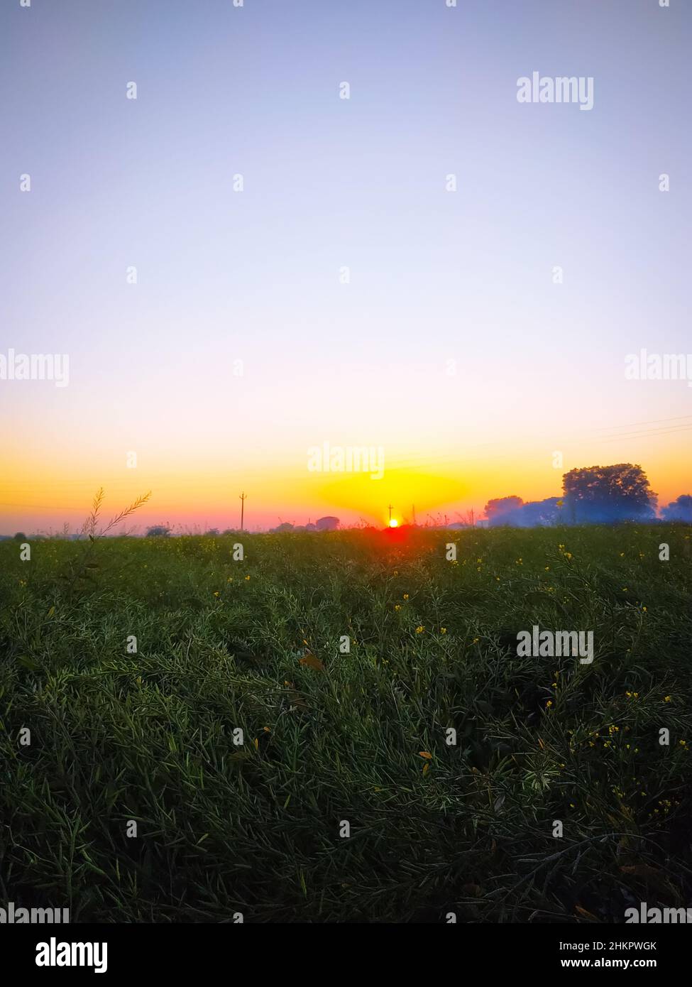 Fog and mustard field hi-res stock photography and images - Alamy