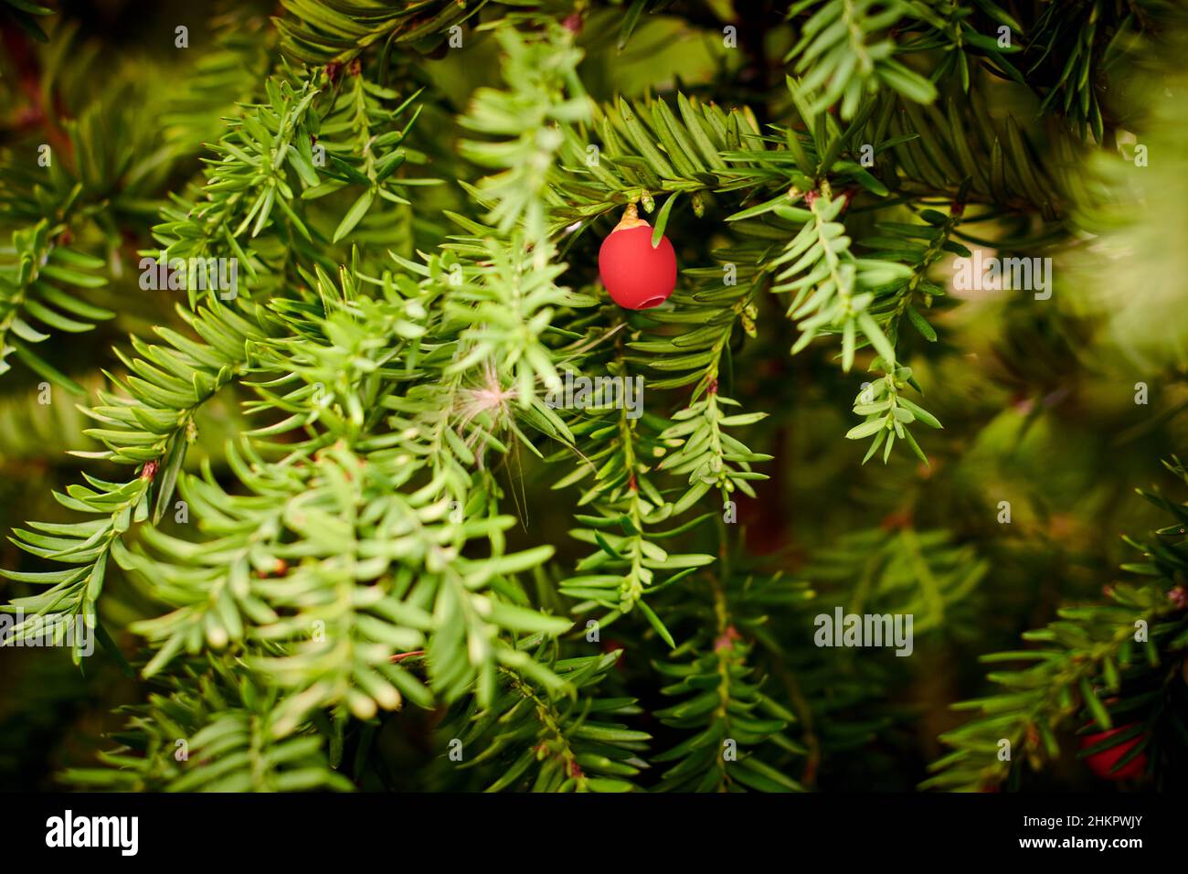 Taxus baccata evergreen yew tree foliage close up. European yew tree