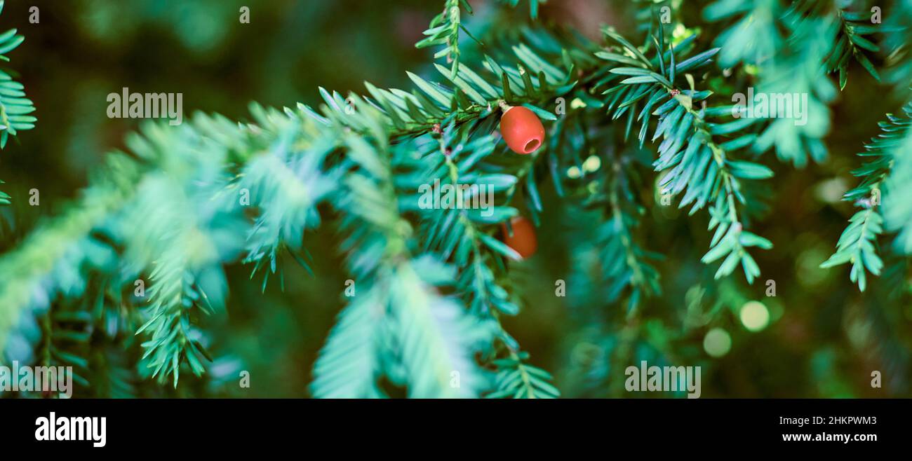 European yew tree, Taxus baccata evergreen yew close up. Toned green