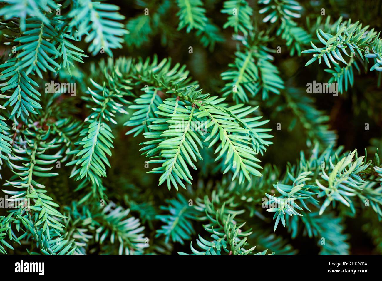 European yew tree, Taxus baccata evergreen yew close up. Toned green