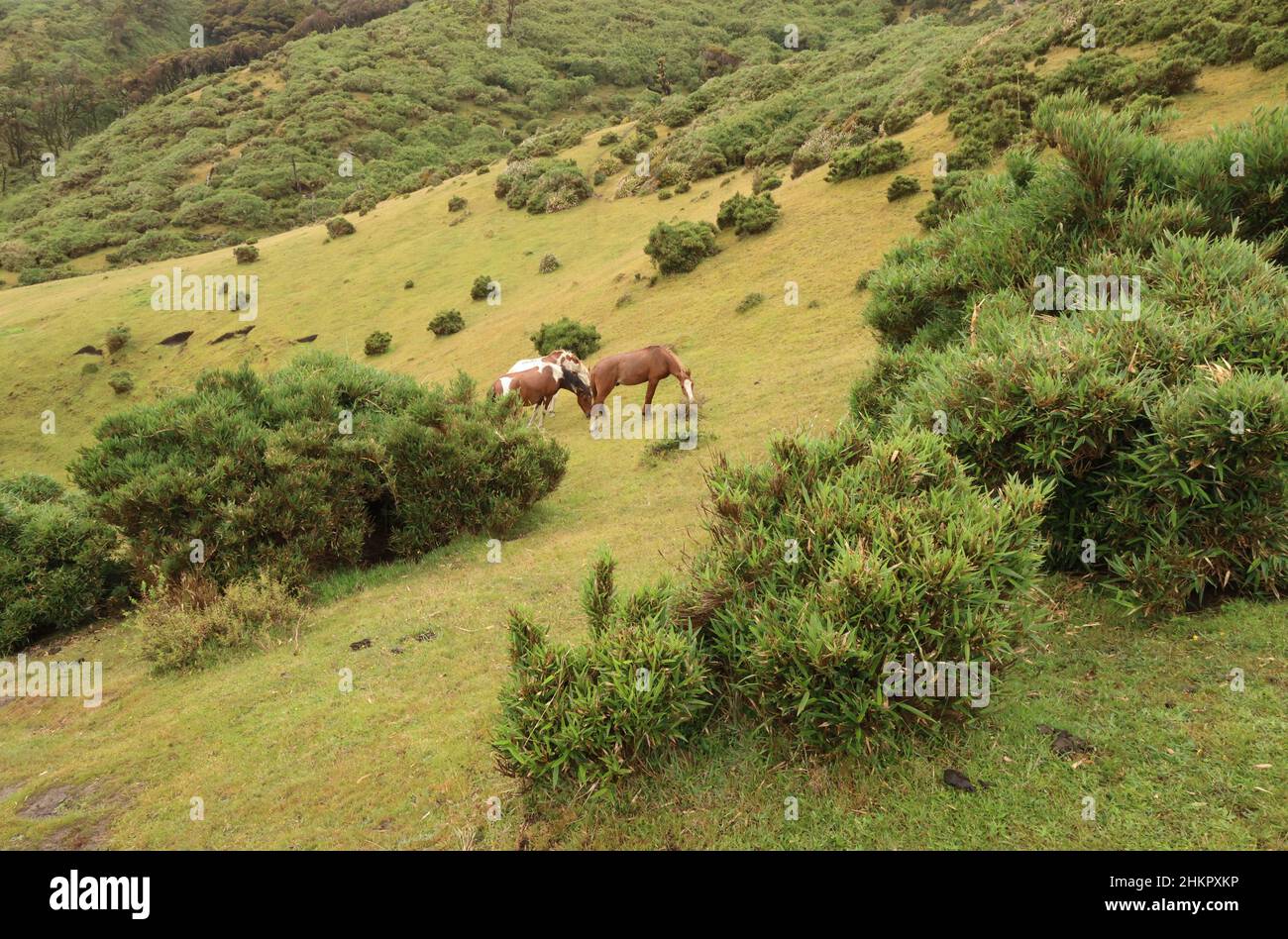 Horses grazing in the island of Chiloe, Chile Stock Photo