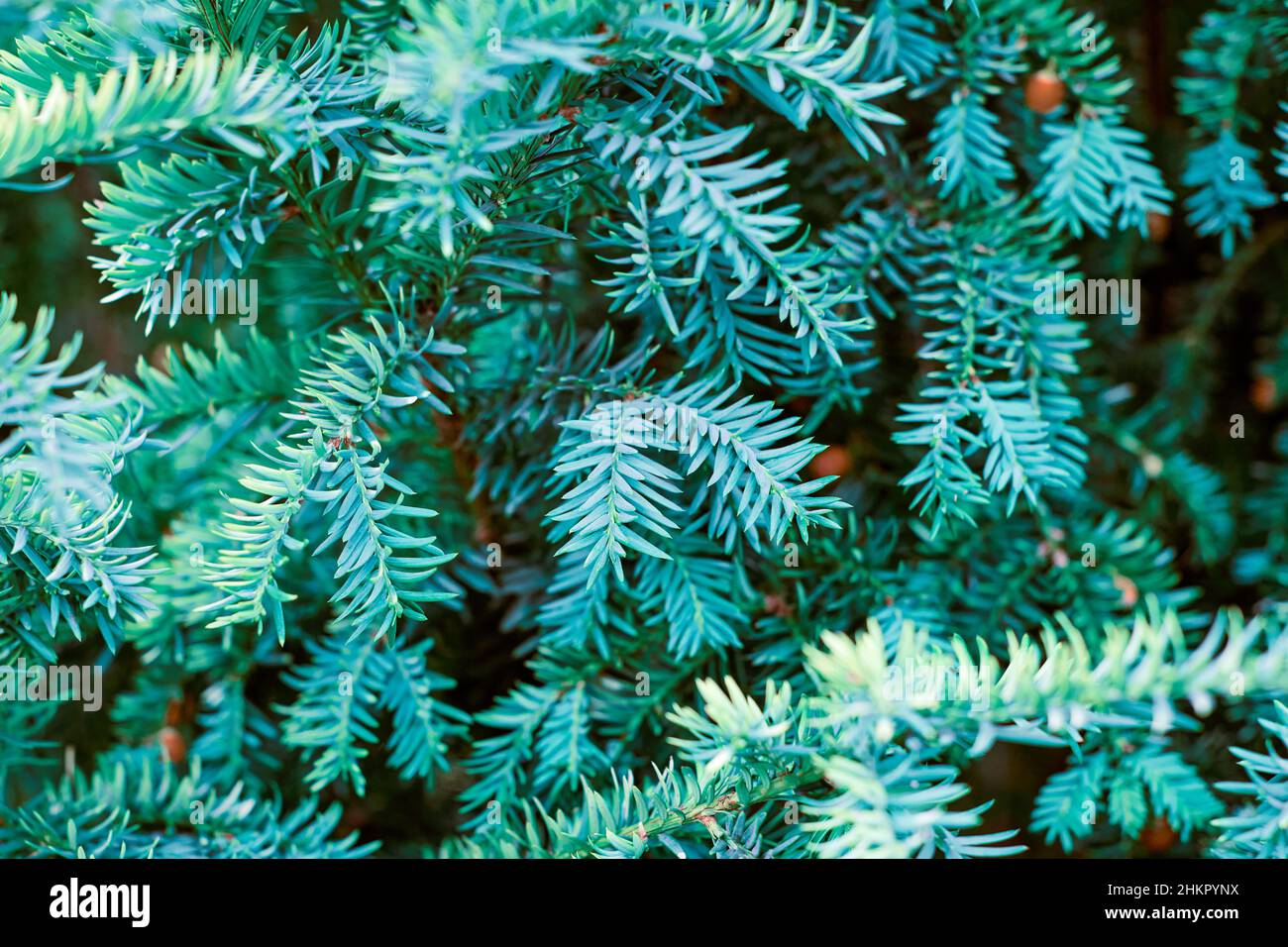 European yew tree, Taxus baccata evergreen yew close up. Toned green