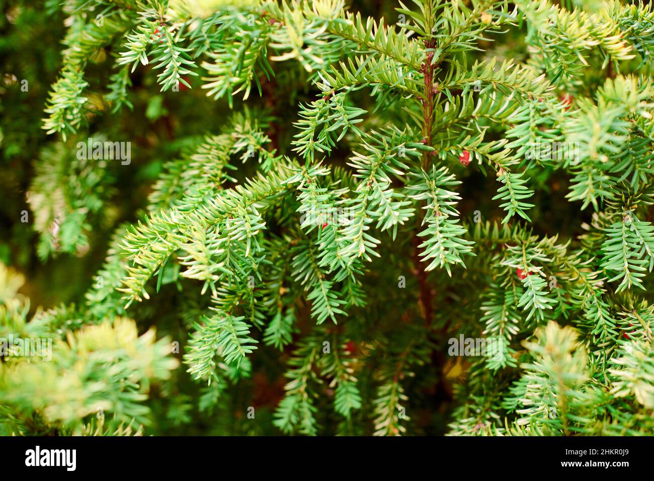 Taxus baccata evergreen yew tree foliage close up. European yew tree
